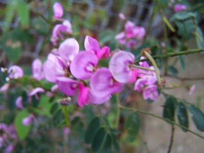 Bloom native pink photo