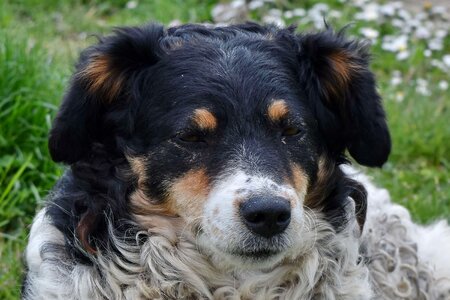 Head scottish sheepdog sheepdog photo