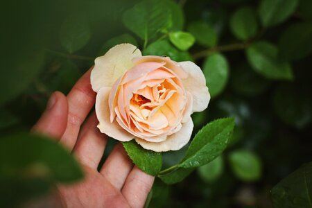 Rose photo