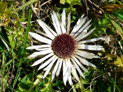 Bloom plant spiny