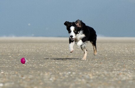 Young dog beach playful photo