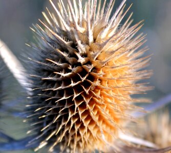 Details plant seed