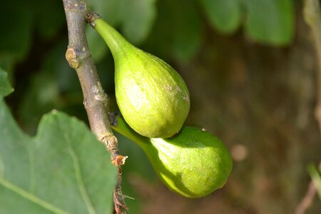 Young fruit green close-up photo