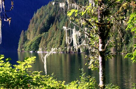 Moss tree mist