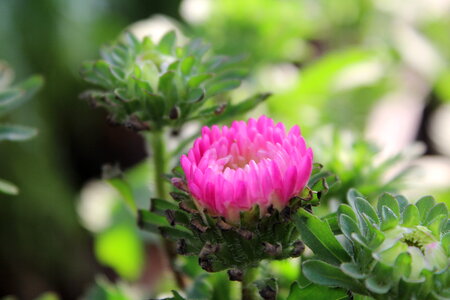 Pink Chrysanthemum