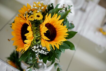Sunflower close-up vase photo
