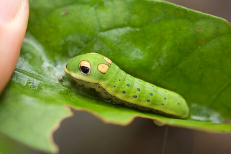 Spicebush swallowtail larvae-1 photo