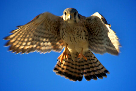 American Kestrel-1 photo