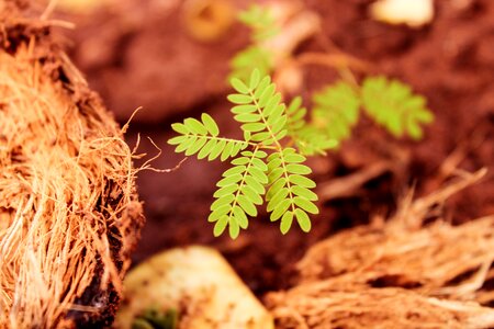 Green leaves green leaf nature photo