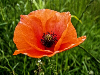 Flower nature summer