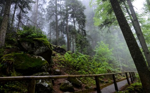 Forest fog nature photo