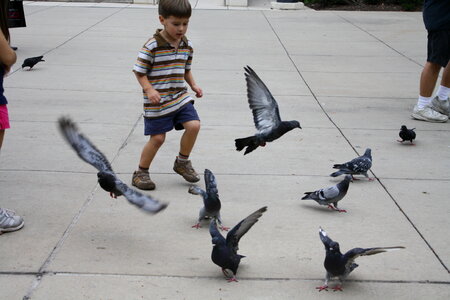 Child Running Pigeons Flying photo