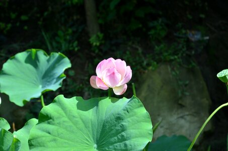 Lotus flower lotus leaf photo