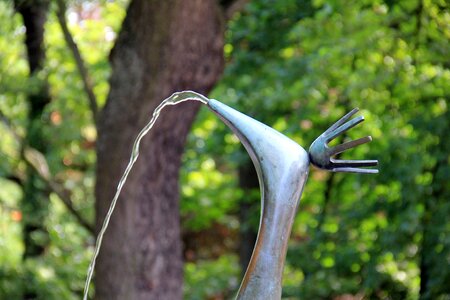 Bird peacock head