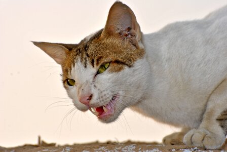 Cat face cat's eyes animals photo