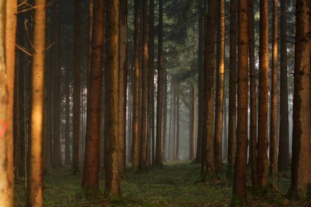 Brown fog forest photo