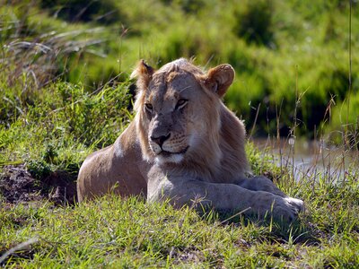 Lion leo mara