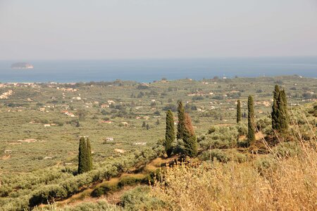 Panorama cypress hillside photo