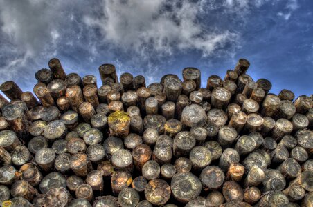 Lumber woodpile forestry photo