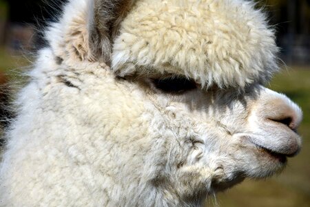 Alpaca animal cute