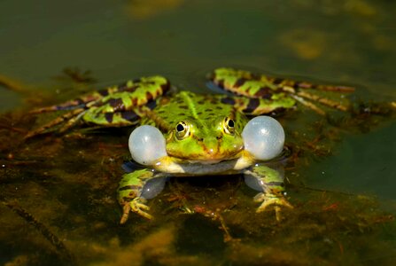 Amphibian animal daylight photo