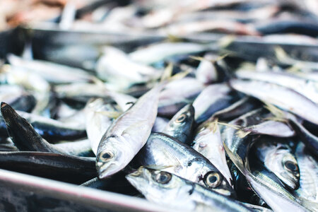 Sardines at a fish market photo
