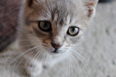 Domestic Cat grey whiskers