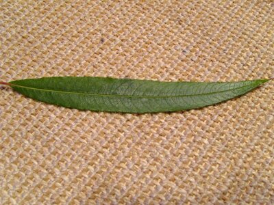 Grazing jute leaf