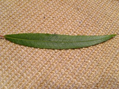 Grazing jute leaf photo