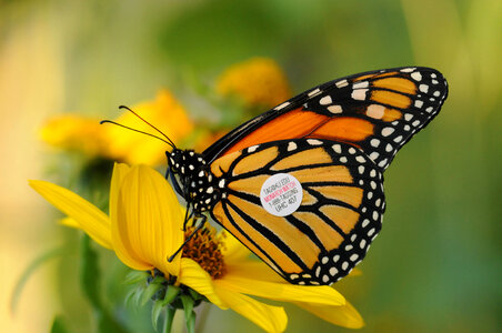 Monarch butterfly-4 photo