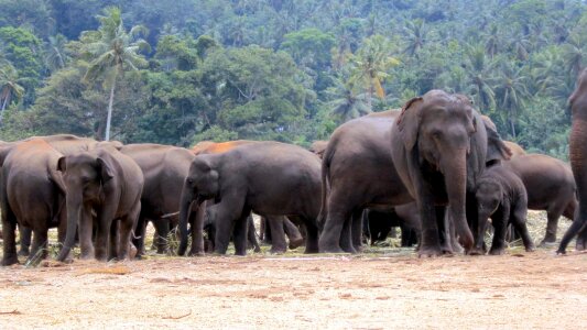 Elephants eating asian elephant animal photo