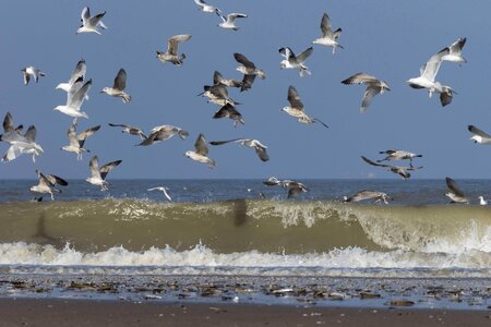 Animal avian beach photo