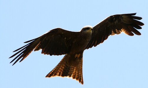 Flight bird flight animal world