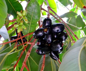 Fruits tropical dharwad photo