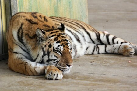 Animals relaxation rest