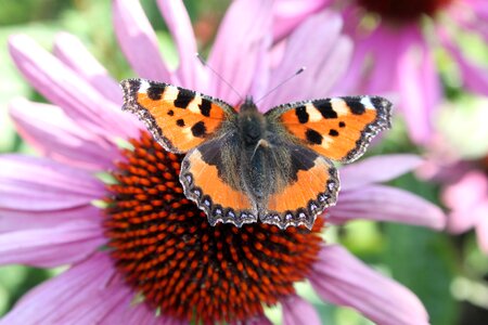 Summer aglais urticae nymphalis urticae photo