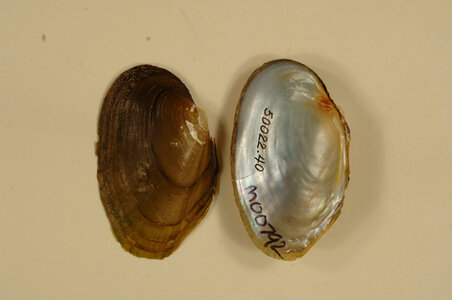 Venustaconcha ellipsiformis pleasii