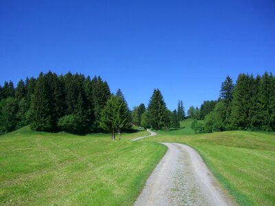 Meadow firs green