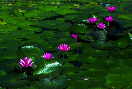 Aquatic floral exotic