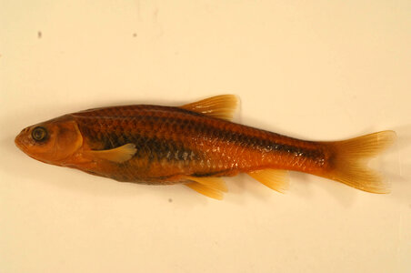 Hybognathus placitus