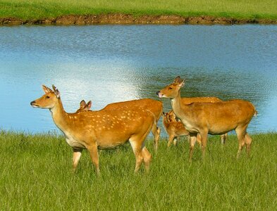 Nature outside lake photo