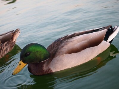 Pond bird fly photo