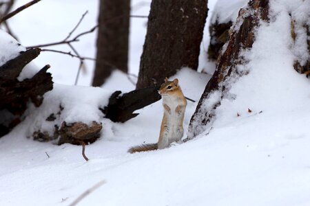 Rodent snow squirrel