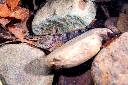 Potomac sculpin-1