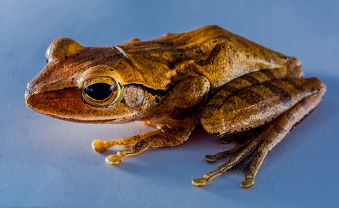 Anuran frog amphibians