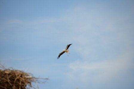 Rattle stork nature white stork