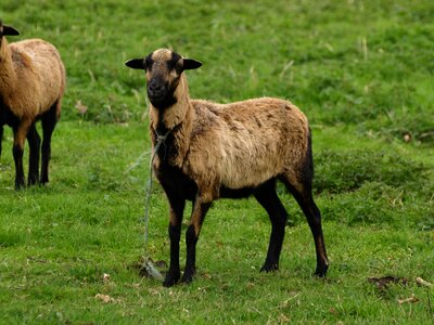 Animal horned fur