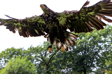 Eagle white tailed eagle bald eagle