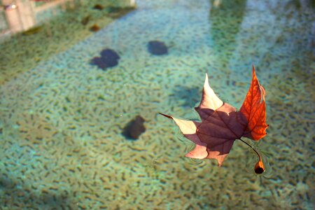 Autumn leaves dry photo