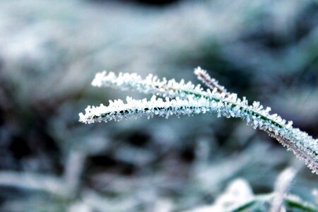 Bouquet climate frost